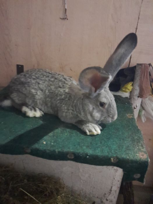 Olbrzym belgijski szynszylowy