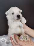 West highland white terrier ZKwP FCI  szczenięta