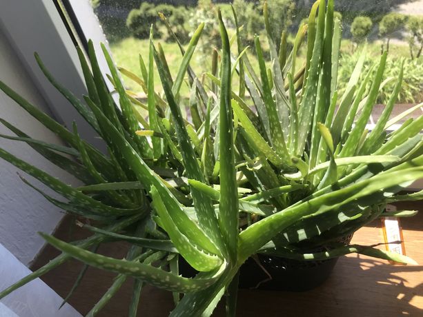 Aloes leczniczy czytać opis