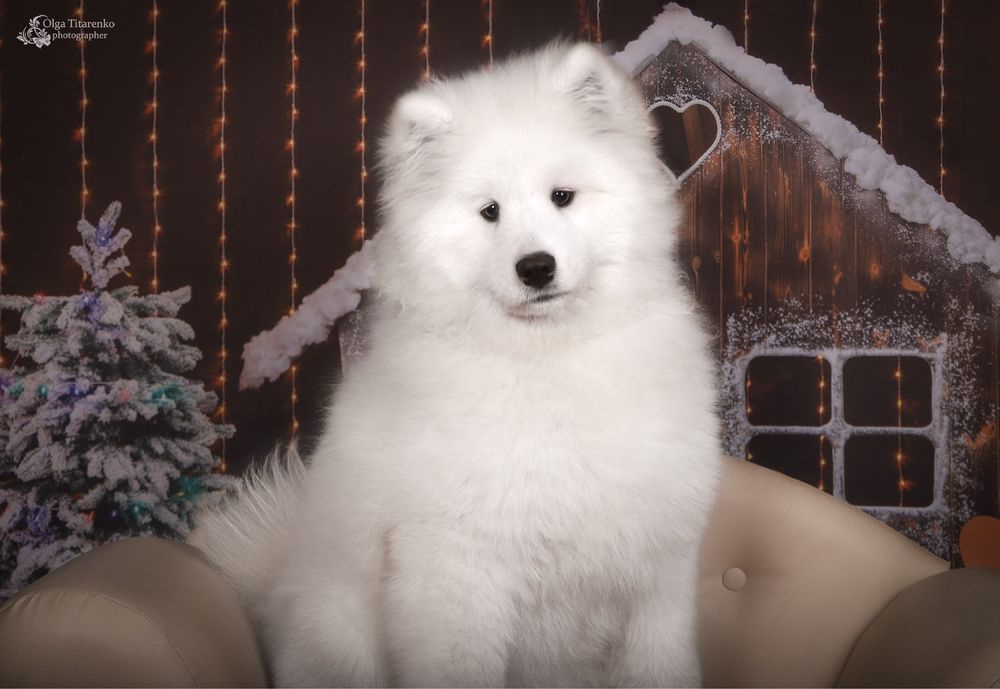 Цуценя Самоїду , щенок самоеда , ssmoyed puppy