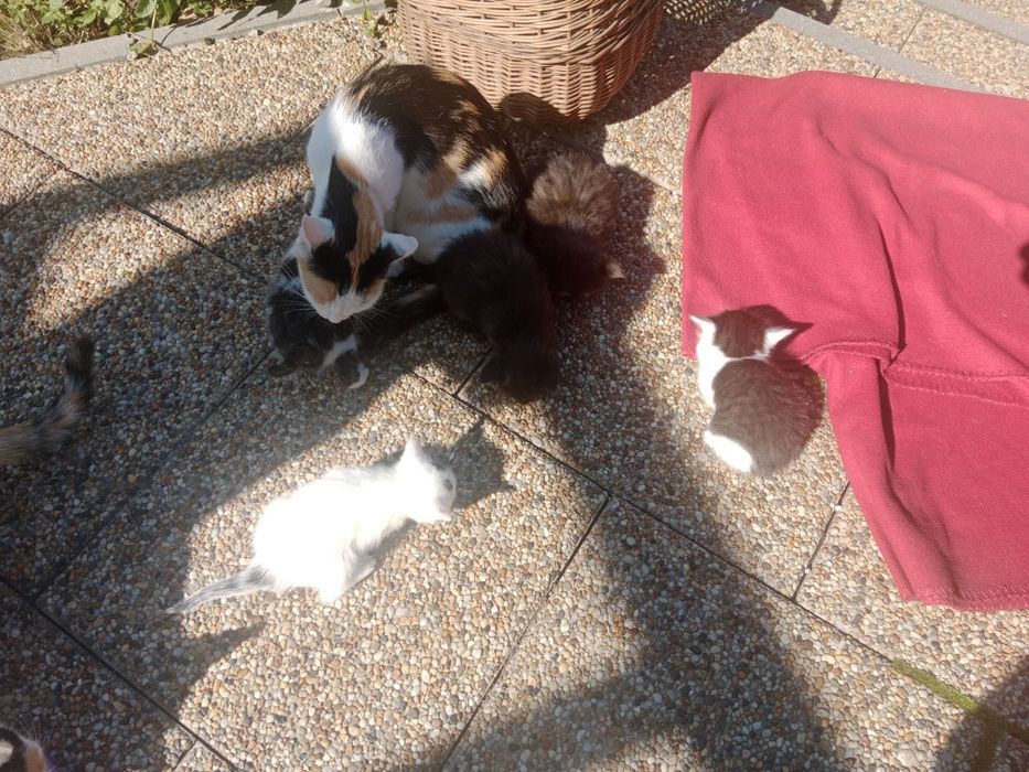 Kotki. Koty . Czarne , białe , czarno białe .Dowóz gratis