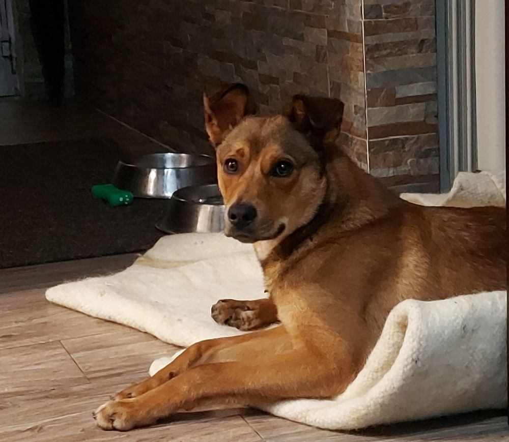 Zeus, patudinho com 10 meses para adoção responsável