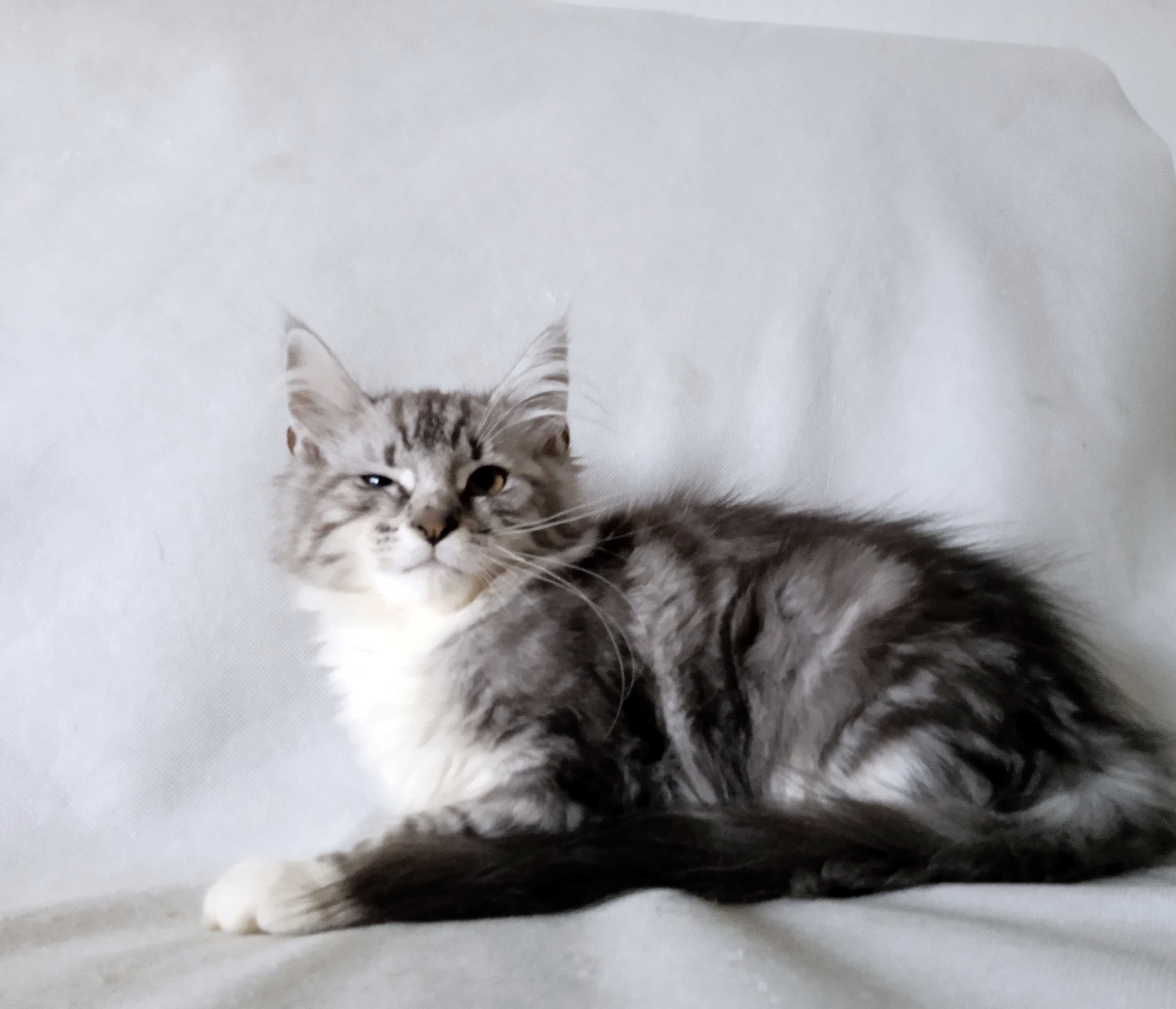 Piękna srebrzysta kotka Maine Coon