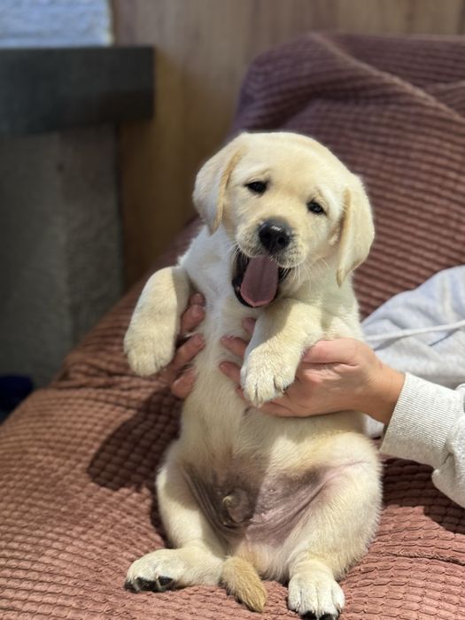 Потішний хлопчик лабрадора з документами