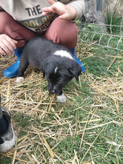 Dwie suczki za darmo