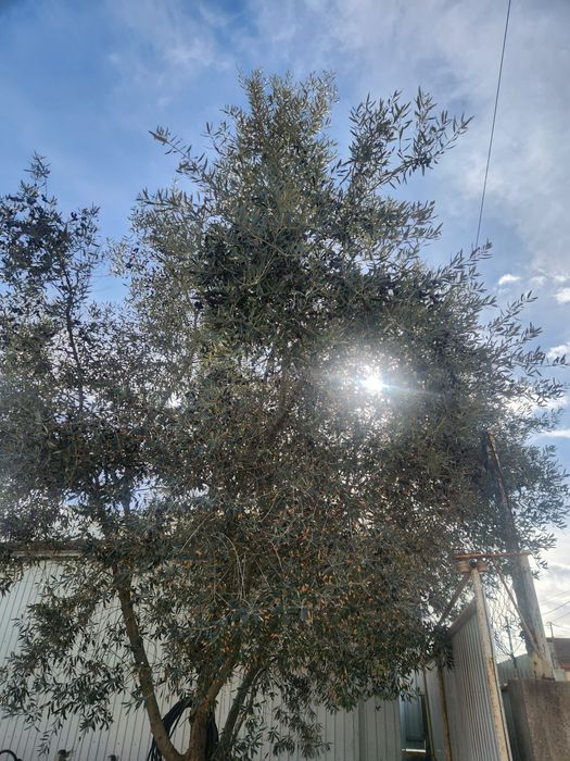 Oliveira  ideal para jardim