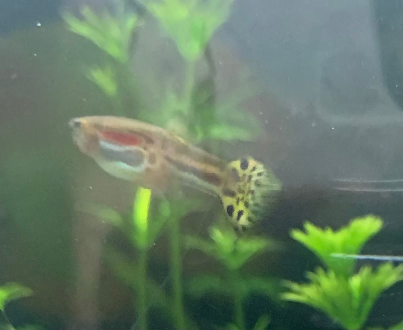 Guppys variação rara