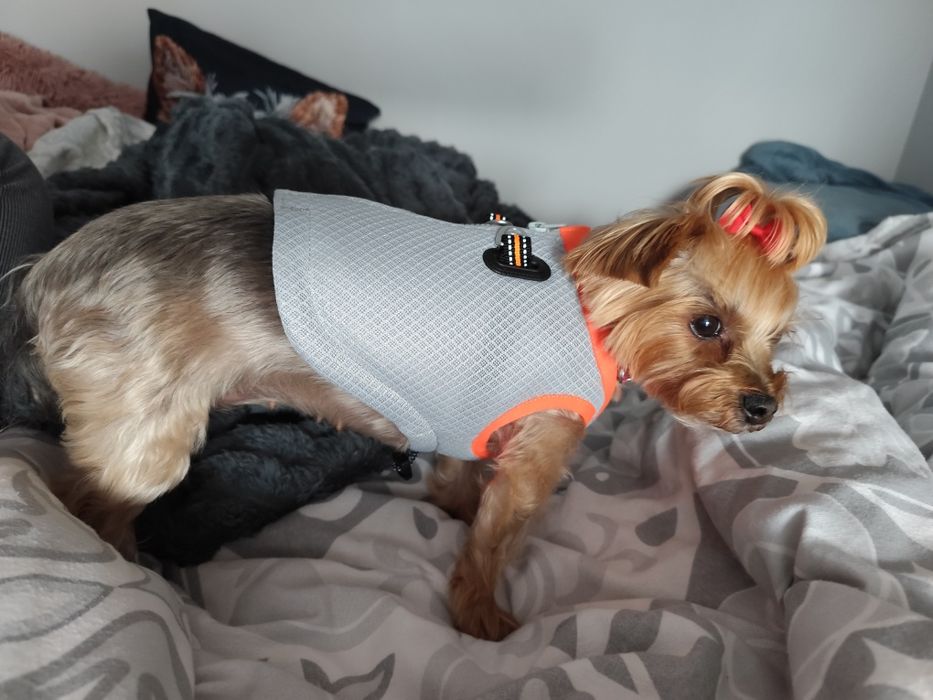 Kamizelka chłodząca dla psa  Truelove XXS