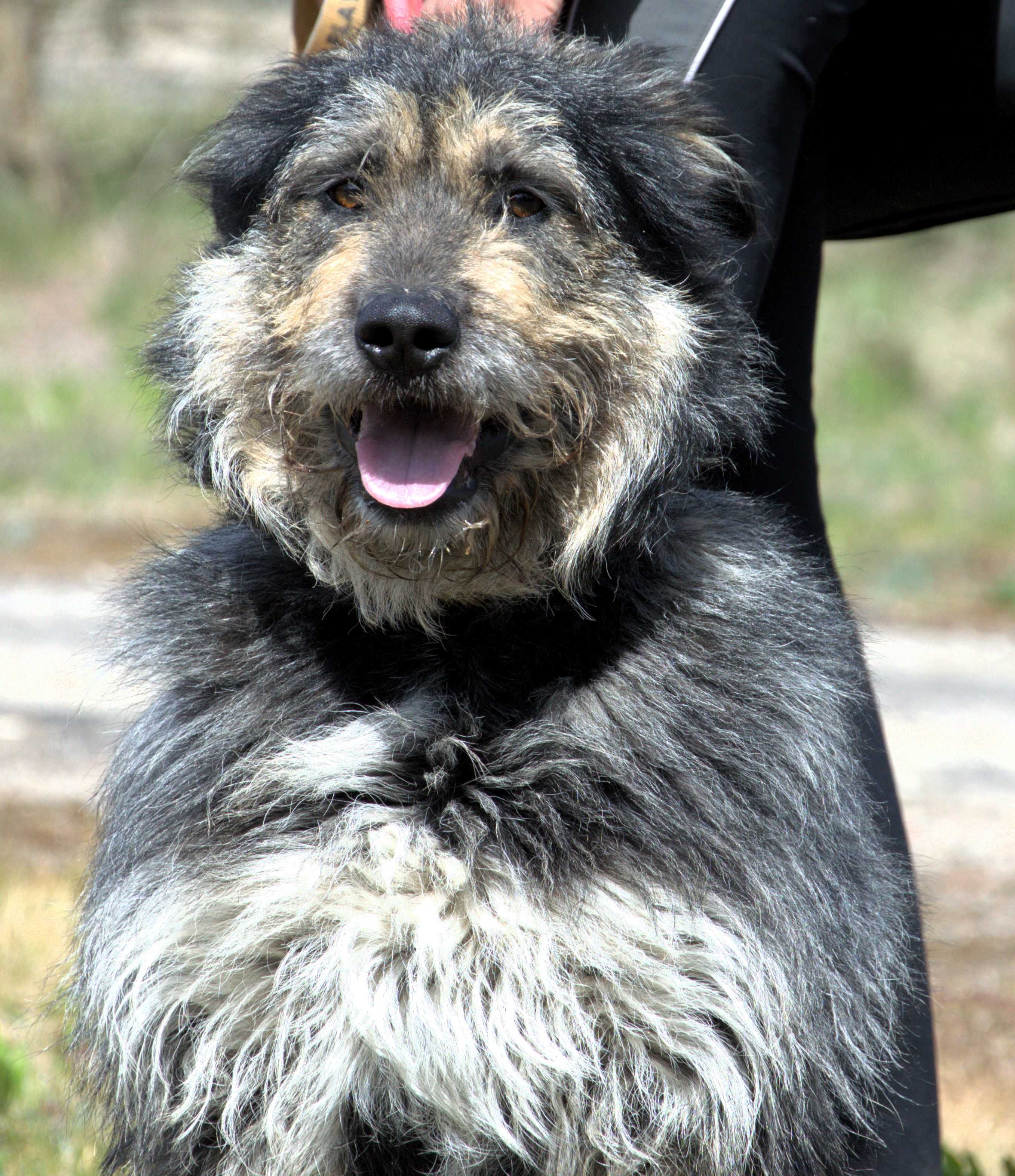 Krzyś - pies do adopcji!