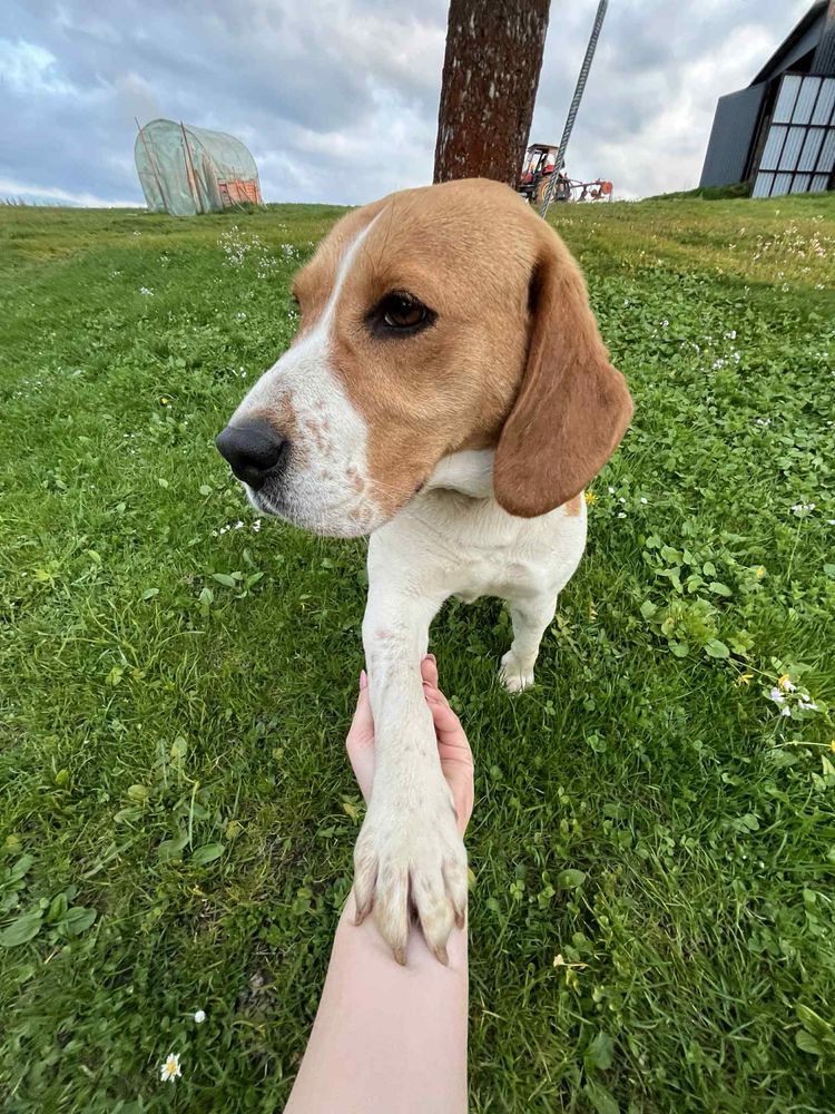 Szczeniaki Beagle
