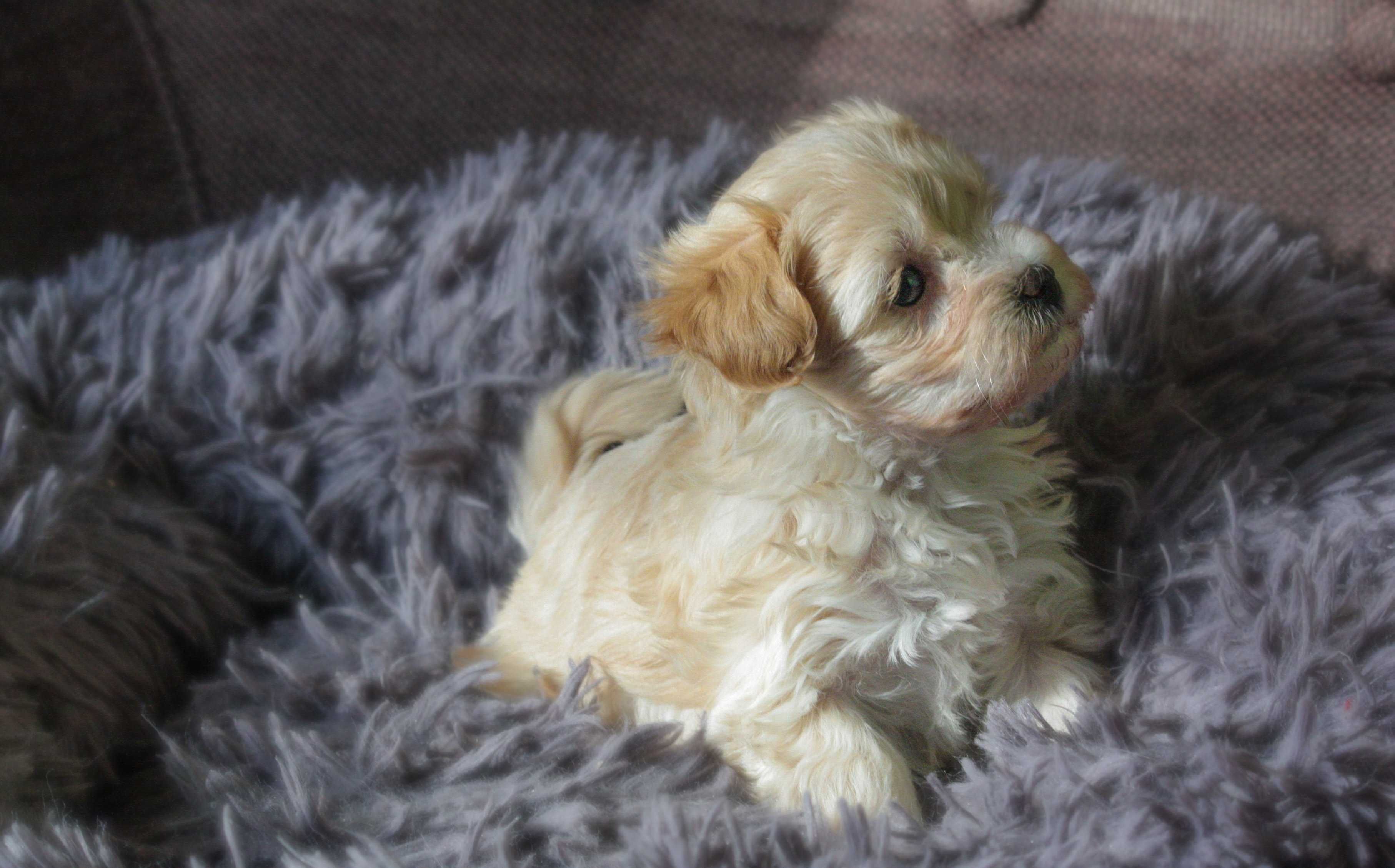 Maltipoo urocza, jaśniutka sunia