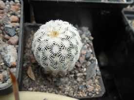 Echinocereus reichenbachii