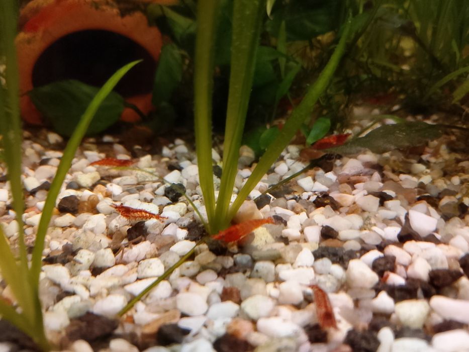 Krewetki Red Cherry rośliny gratis