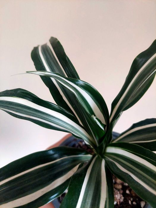 Planta Dracaena spp.