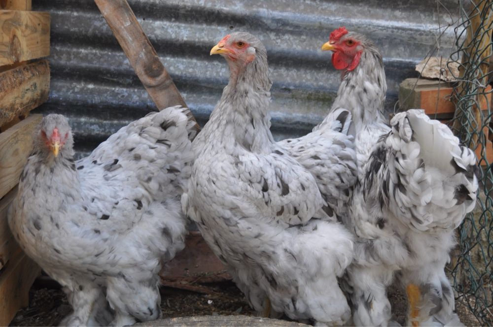 Ovos Férteis para Incubação de várias raças e pintos BRAHMA
