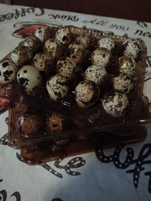 Продам перепилині яйце