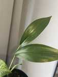 epipremnum amplissimum okaz kolekcjonerski