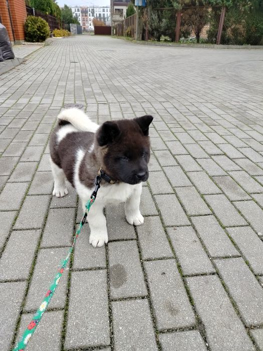 Akita Amerykańska  piesek