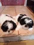 Shih tzu szczeniaki samica samiec