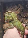 Agama Kameleonowa terrarium Rarytas