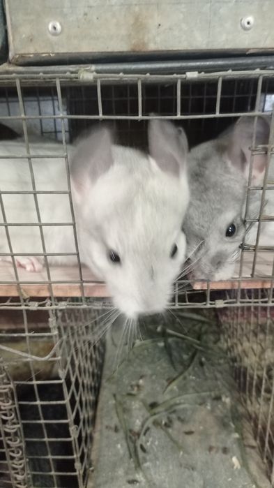 Чудові домашні тваринки