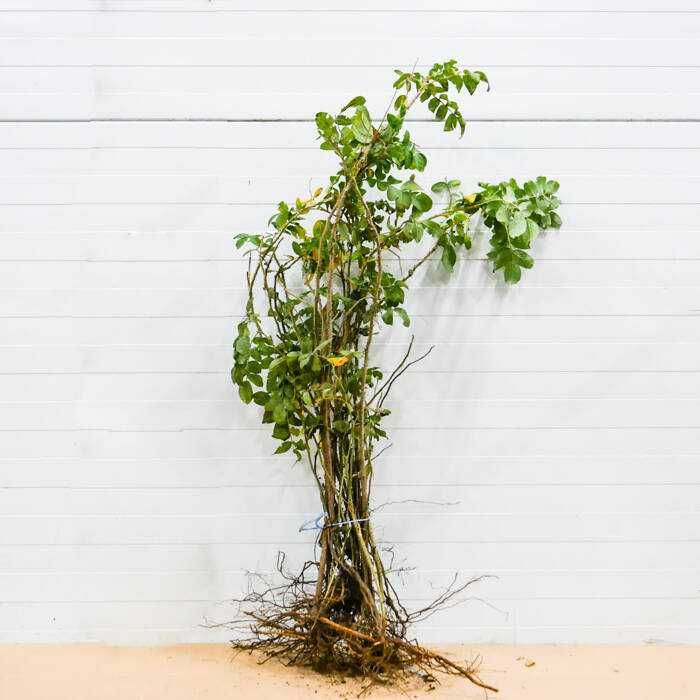 Róża pomarszczona Kopana z gruntu