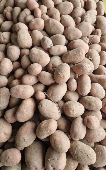 Ziemniaki jadalne Bellarosa Vineta