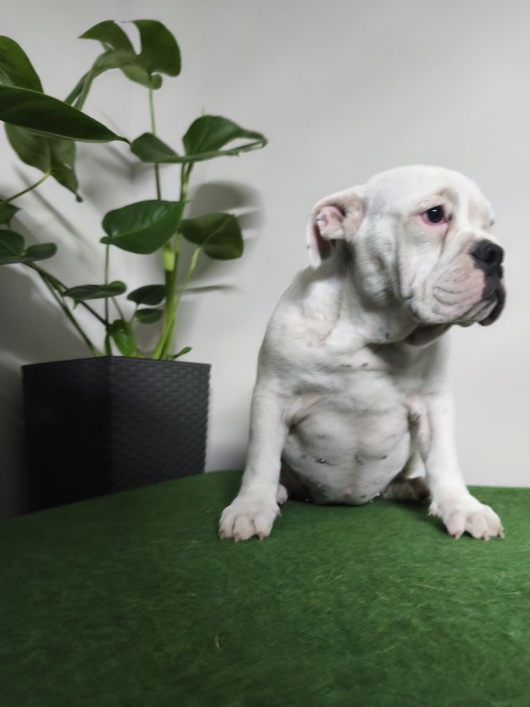 Buldog Angielski ZKwP FCI