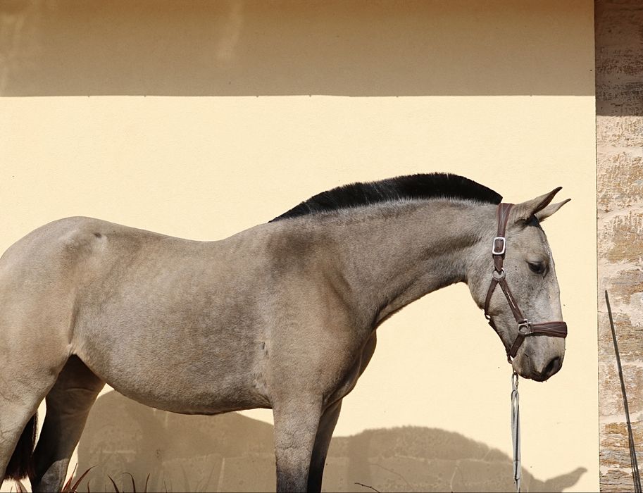 **Poldra 2 anos e meio baia lusitana**