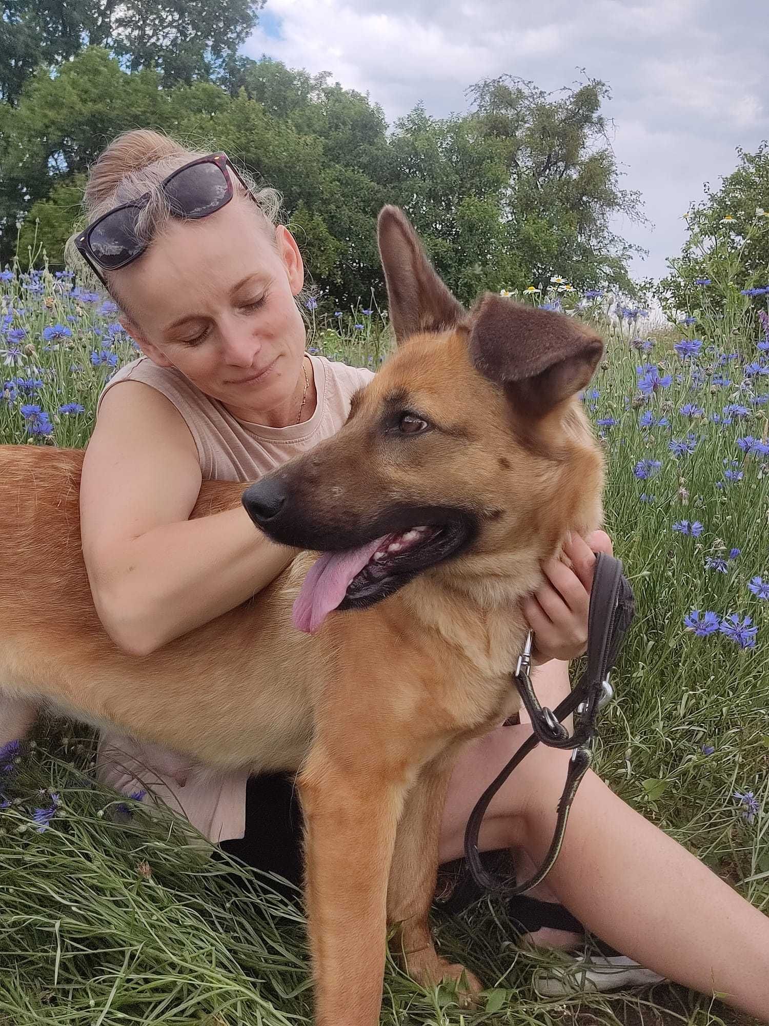 Germena - piękna owczarkowata sunia do adopcji.