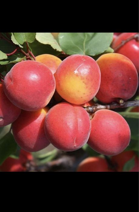 Саджанці плодових дерев в наявності великий асортимент.