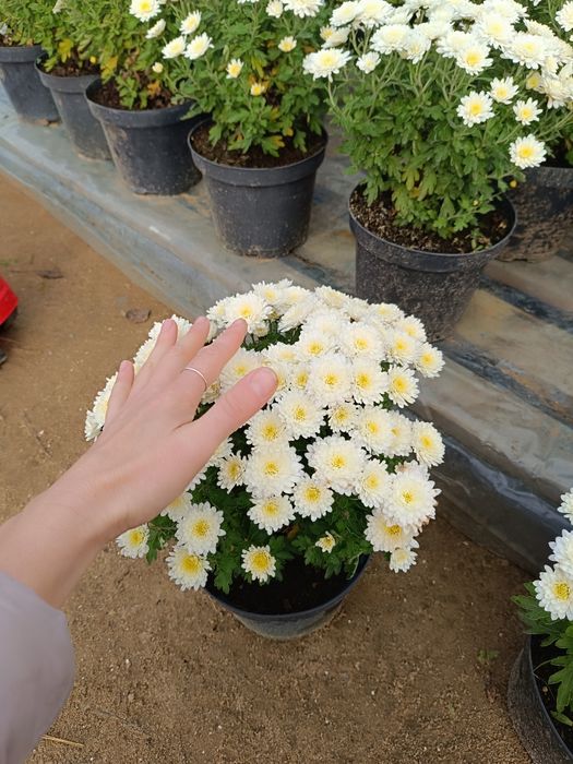 Chryzantema drobnokwiatowa