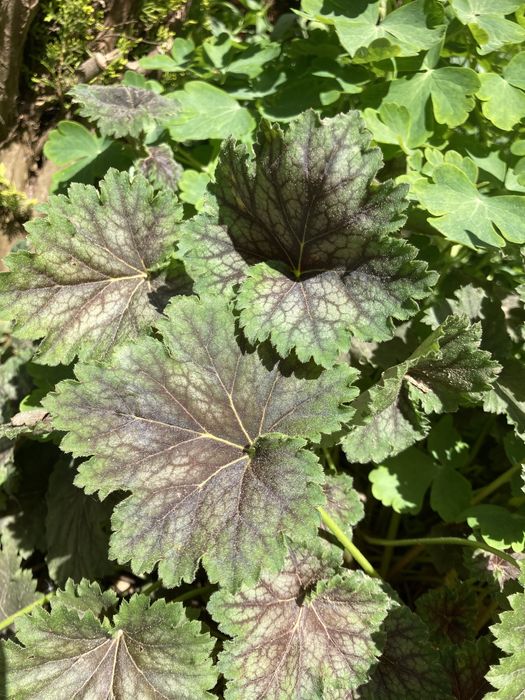 Hosty żurawki piękne okazy