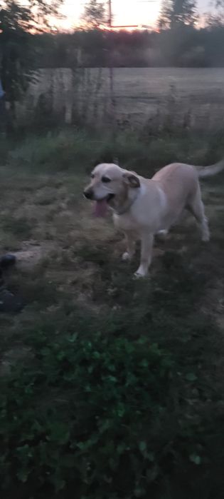 Labrador suka dorosła.