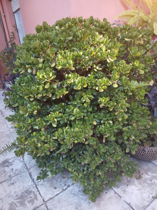 Planta do dinheiro
