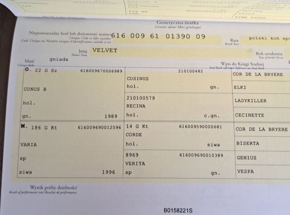 Wałach 3 lata dziadek Comme IL FAUT