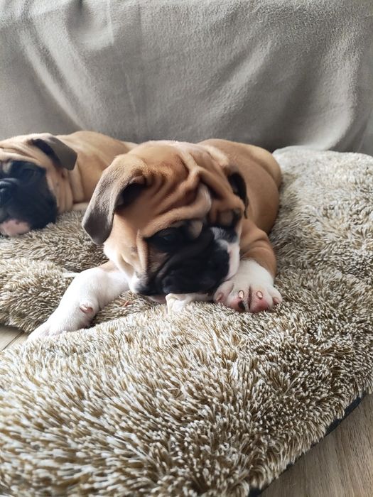 Buldog angielski Piesek ZKwP/FCI
