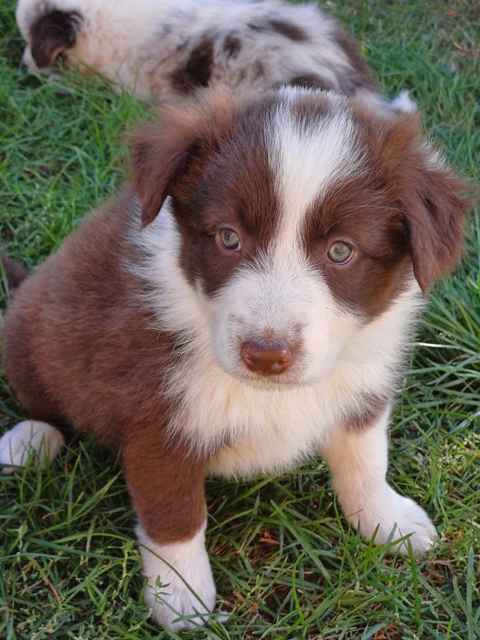 Border Collie czekoladowy piesek
