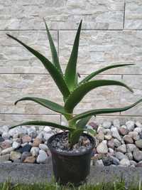 Aloes drzewiasty