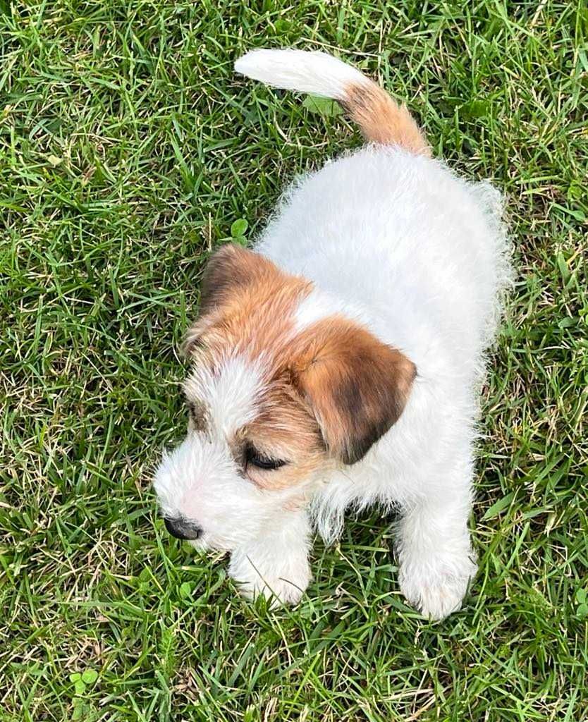 Jack Russell Terrier