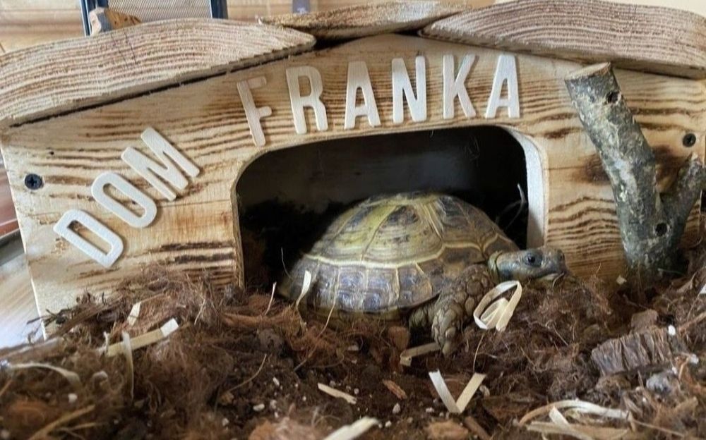 Dom dla żółwia z imieniem napisem dowolnym