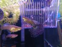 Guppys Blue Metal Dragon