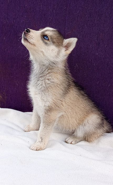 Девченка хаски в продаже