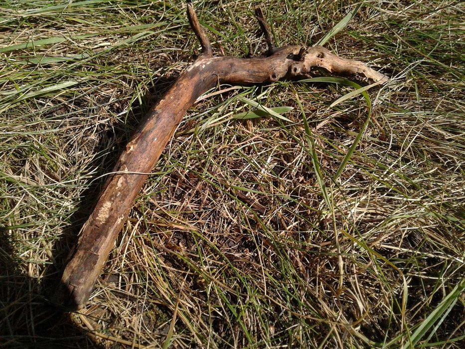 Korzeń lilak terrarium, akwarium, skalniak