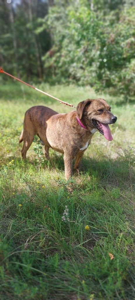 Mort - idealny kompan do adopcji!