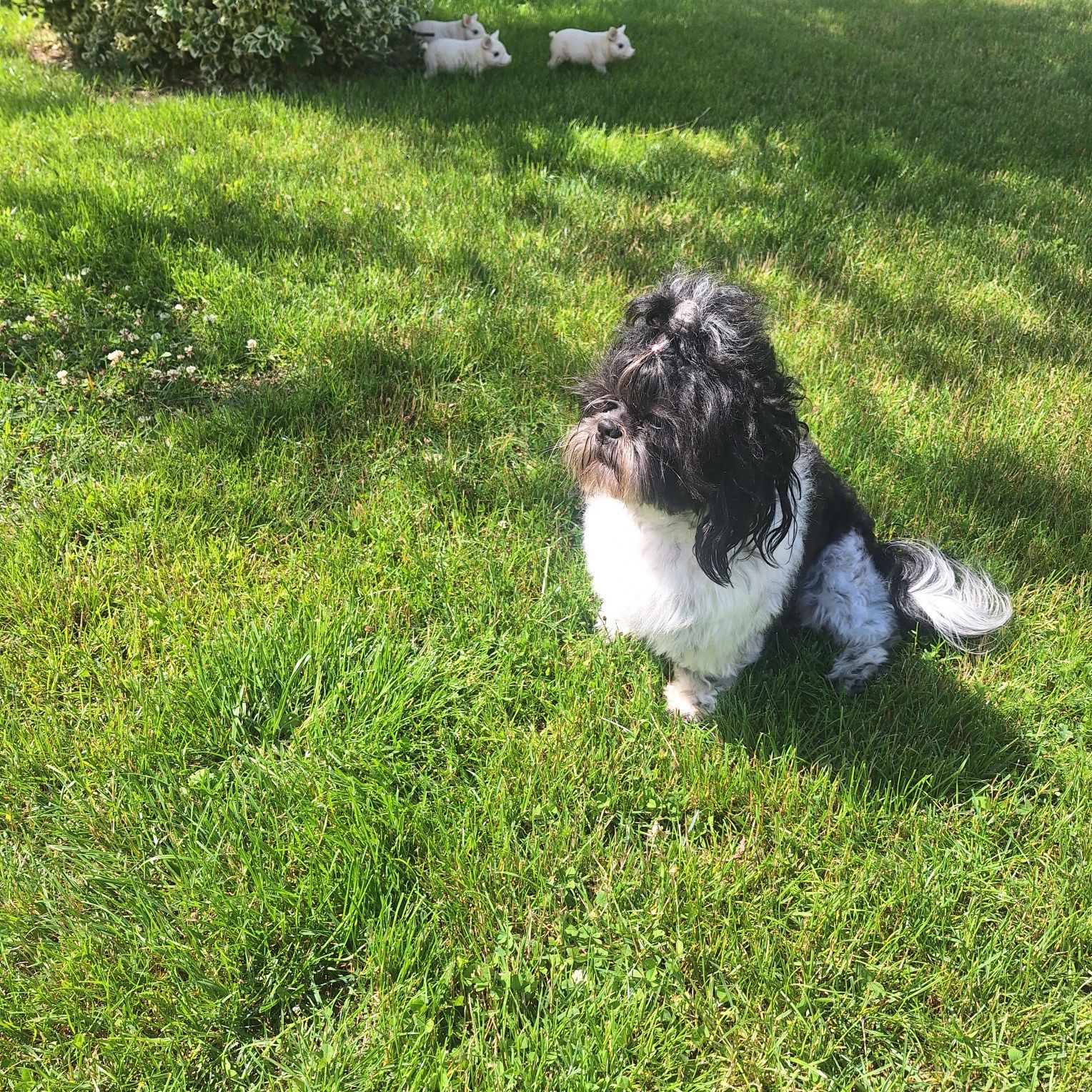 Reproduktor shih tzu
