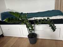 Oddam zamiokulkas roslina