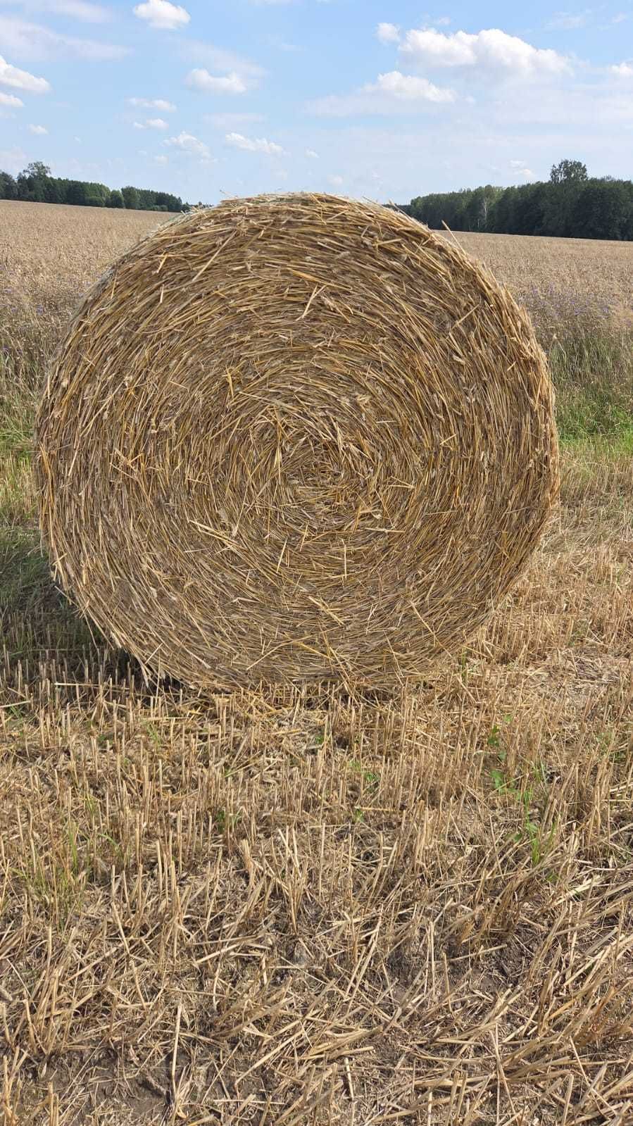 Słoma prosto z pola. Belki 130x120. Po pasówce. Możliwy Transport