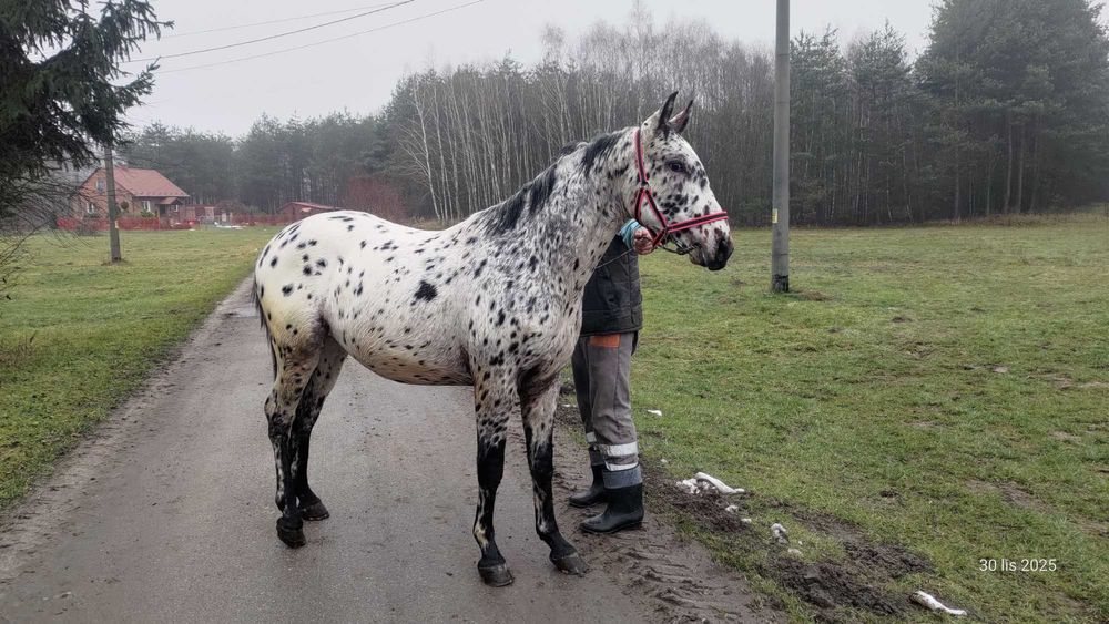 OGIER tarant, ojciec CZAR