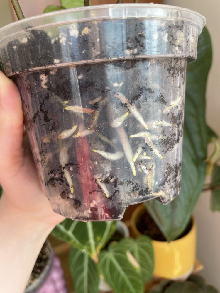 Anthurium (MagnificumxCrystallinumred SF)xCrystallinum Dark Form
